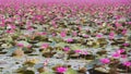 Beautiful lotus flower field at the red lotus sea Royalty Free Stock Photo