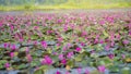 Picture of beautiful lotus flower Royalty Free Stock Photo