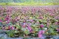 Picture of beautiful lotus flower