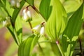 Picture of beautiful newly bloomed mini green and white flowers with green leaves