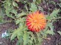 Picture of beautiful orange flower Royalty Free Stock Photo