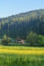 The beautiful pine forests of Kashmir Valley. Royalty Free Stock Photo