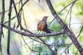 Picture of a beautiful Rufous-bellied Thrush in the feeder! (Turdus rufiventris )