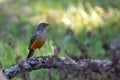 Picture of a beautiful Rufous-bellied Thrush in the feeder! (Turdus rufiventris )