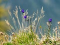 Picture of beautiful, small flowers Royalty Free Stock Photo