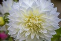 Beautiful white dahlia flower growing in the garden in spring Royalty Free Stock Photo