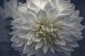 Beautiful white dahlia flower growing in the garden in spring Royalty Free Stock Photo