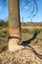 Picture of a beaver gnawed tree