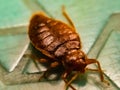 A picture of bedbug ,