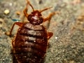 A picture of bedbug ,