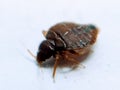 A picture of bedbug on white floor ,