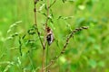 May beetle sits on a stalk of grass. Royalty Free Stock Photo