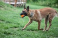 Malinois Belgian Shepherd dog running in a park and playing to fetch a ball, in a dog game called fetching, traditional for canine Royalty Free Stock Photo