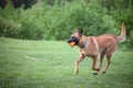 Malinois Belgian Shepherd dog running in a park and playing to fetch a ball, in a dog game called fetching, traditional for canine Royalty Free Stock Photo