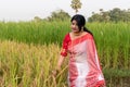 A picture of a Bengali girl wearing a red and white sari in a vast paddy field in autumn Royalty Free Stock Photo