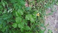 A picture of bidens alba flower