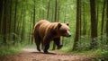 Picture of a big brown bear Royalty Free Stock Photo