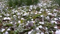 Big ice balls hail on grass