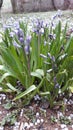 Big ice balls hail on grass and flower Royalty Free Stock Photo