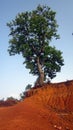 Big Tree on Side of Pond Royalty Free Stock Photo