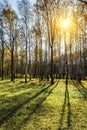 A picture of a birch grove illuminated by the rays of the autumn orange sun. Green grass and birch trees Royalty Free Stock Photo