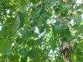 Picture of birch tree trunk with foliage