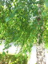 Picture of birch tree trunk with green foliage