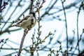 Picture of a bird on a tree. Selective focus. Natural background.