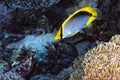 A picture of a black backed butterflyfish Royalty Free Stock Photo