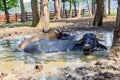 Black buffalos in the mud Royalty Free Stock Photo