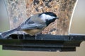 A picture of black-capped chickadee perching on the feeder. Royalty Free Stock Photo