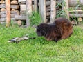 A black cat eating fish Royalty Free Stock Photo