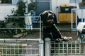 Aggressive barking dog behind fence guarding garden. Royalty Free Stock Photo