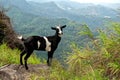 Picture a Black Goat on the hill Royalty Free Stock Photo