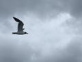 Black headed Sea Gull in flight Royalty Free Stock Photo