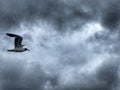 Black headed Sea Gull in flight Royalty Free Stock Photo