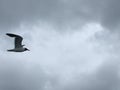 Black headed Sea Gull in flight Royalty Free Stock Photo