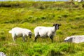 Black headed sheared sheep with her lamb Royalty Free Stock Photo