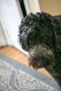 Black Labradoodle Royalty Free Stock Photo