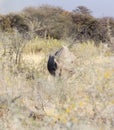 A picture of black rhino in the wild Royalty Free Stock Photo