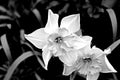 The white Narcissus Royalty Free Stock Photo