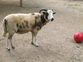 Horned Ram with red ball Royalty Free Stock Photo