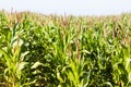 Blooming corn field