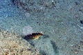 A picture of a blue spotted shrimp goby