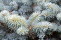 A picture of blue spruce leaves.