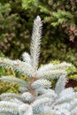 A picture of blue spruce leaves.