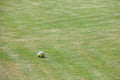 Football soccer ball, from Europe, on a playing field, on green grass, ready to be shoot and kicked, for a play Royalty Free Stock Photo