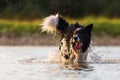 Border collie runs in a lake Royalty Free Stock Photo