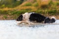 Border collie runs through the water of a lake Royalty Free Stock Photo