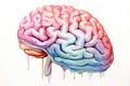 Picture of brain neurogenesis hippocampus, prefrontal cortex intelligence Royalty Free Stock Photo